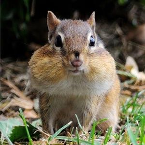 Meet your Posher, Liz